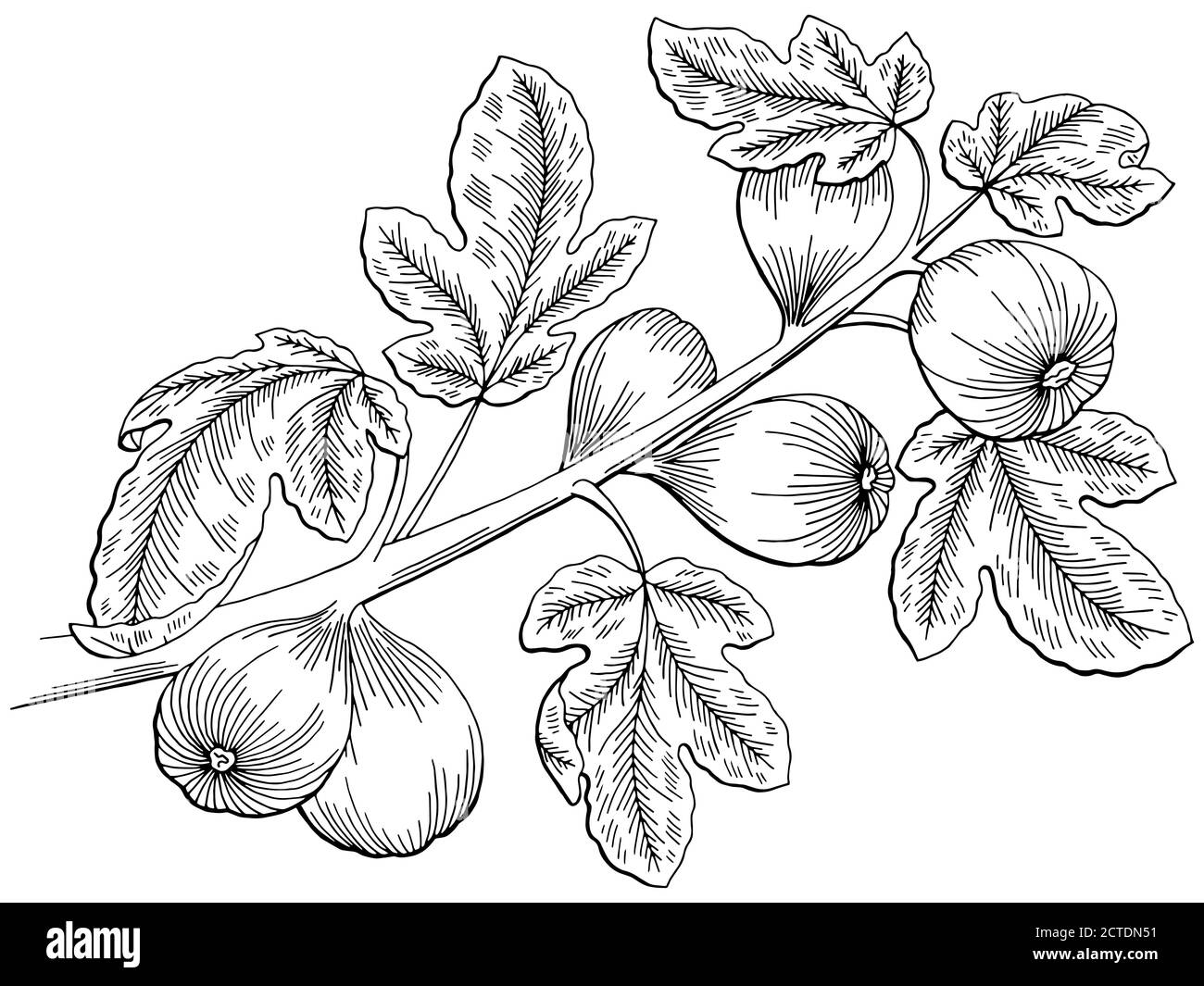 Abb. Grafik Baum schwarz weiß isoliert Skizze Illustration Vektor Stock