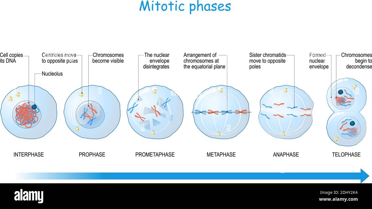Mitose Stadien Von Interphase Prophase Und Prometaphase Zu Metaphase