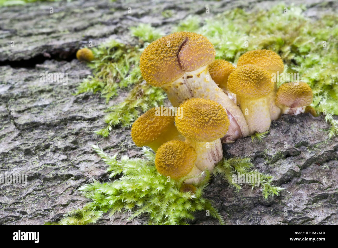 Honig oder Boot Spitze Pilz Stockfotografie - Alamy