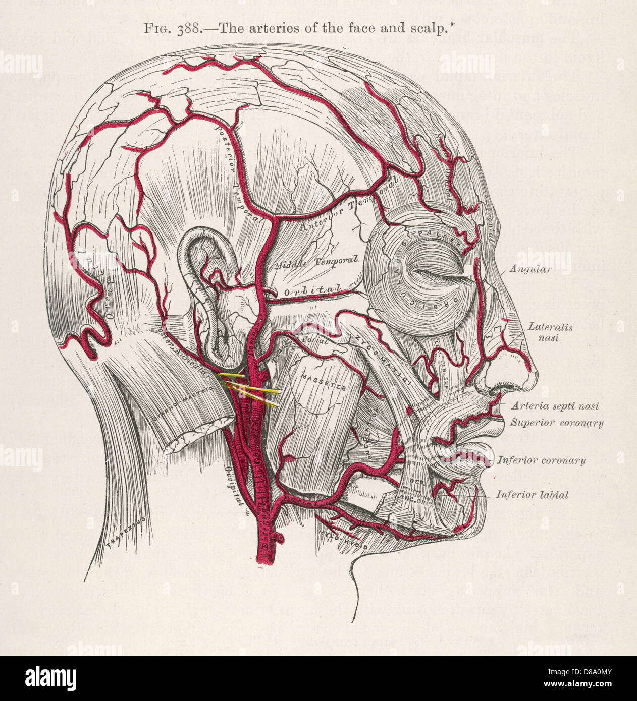 Arterien im Kopf 1897 Stockfotografie - Alamy