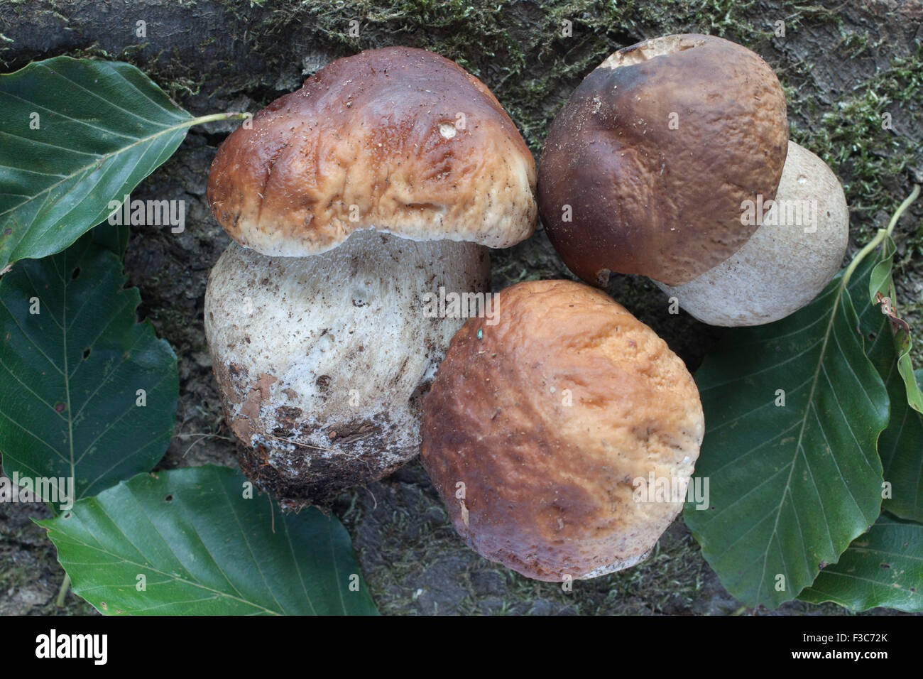 frische Pilze (Boletus Edulis Stockfotografie - Alamy