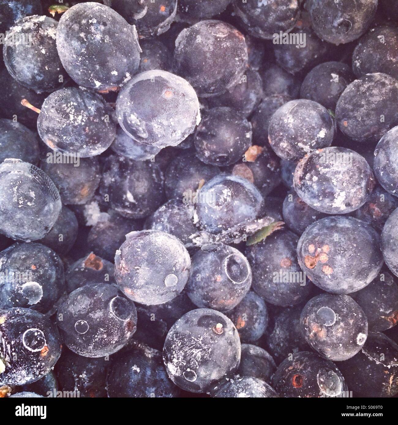 Gefrorene Schlehen bereit für Gin Stockfotografie - Alamy