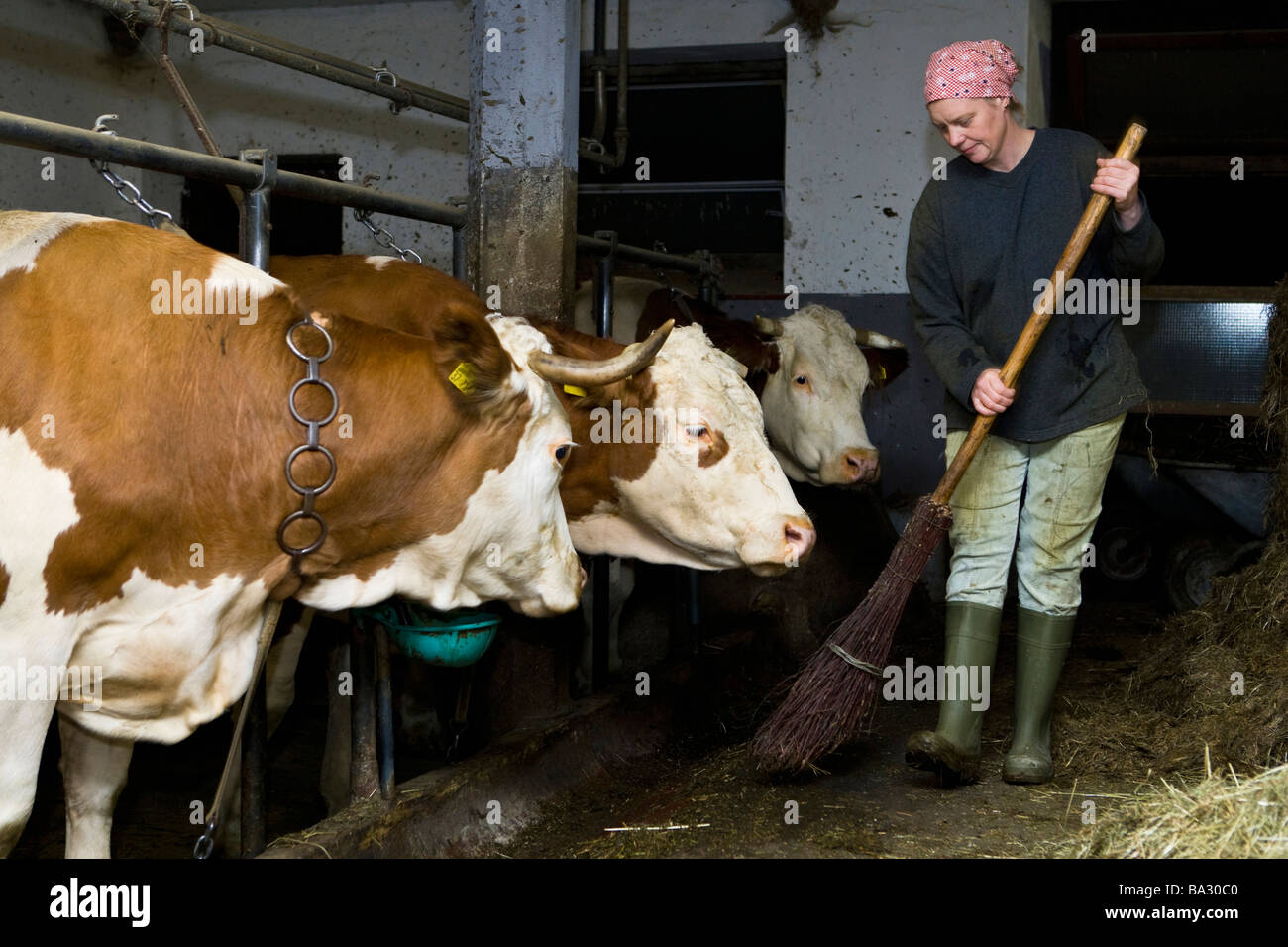 Bäuerin im Kuhstall mit drei kehren Kühe Bayern Deutschland November