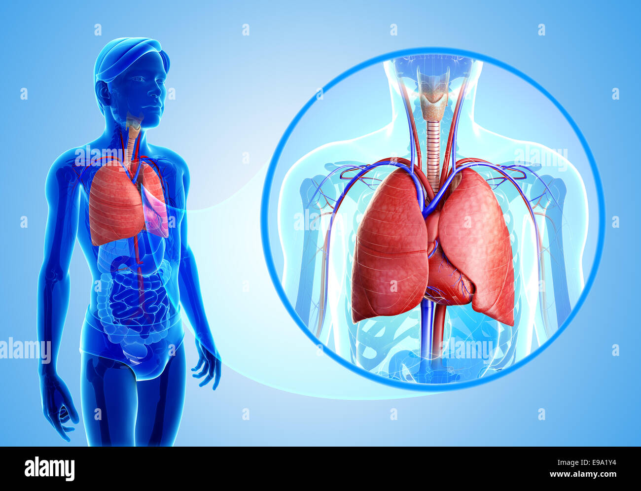 Abbildung der menschlichen Lunge Anatomie Stockfotografie - Alamy